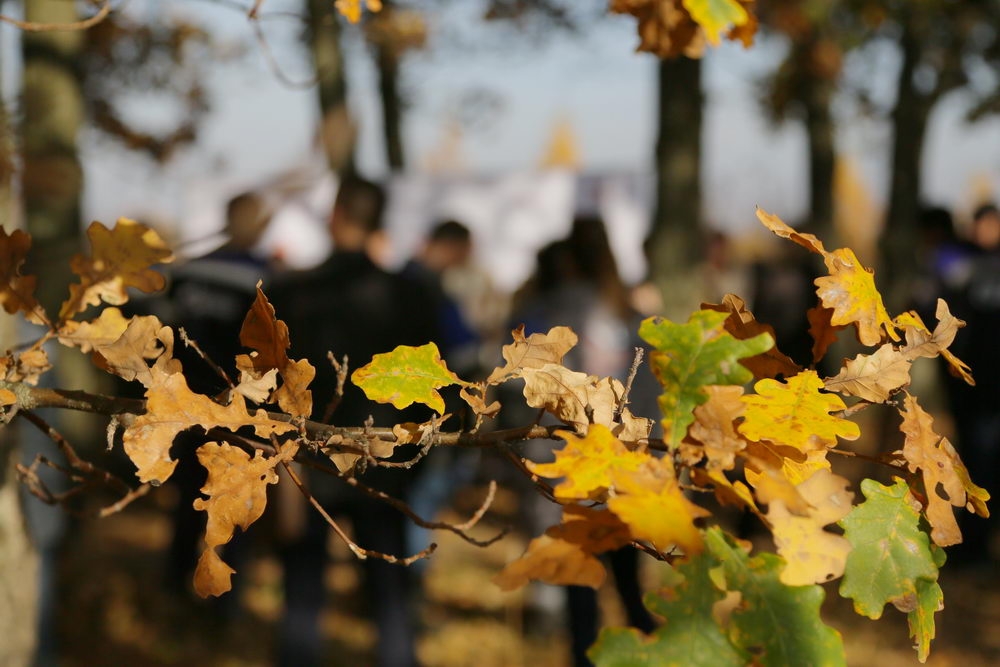 Зелёный щит на страже города