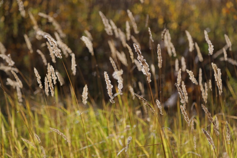 Зелёный щит на страже города