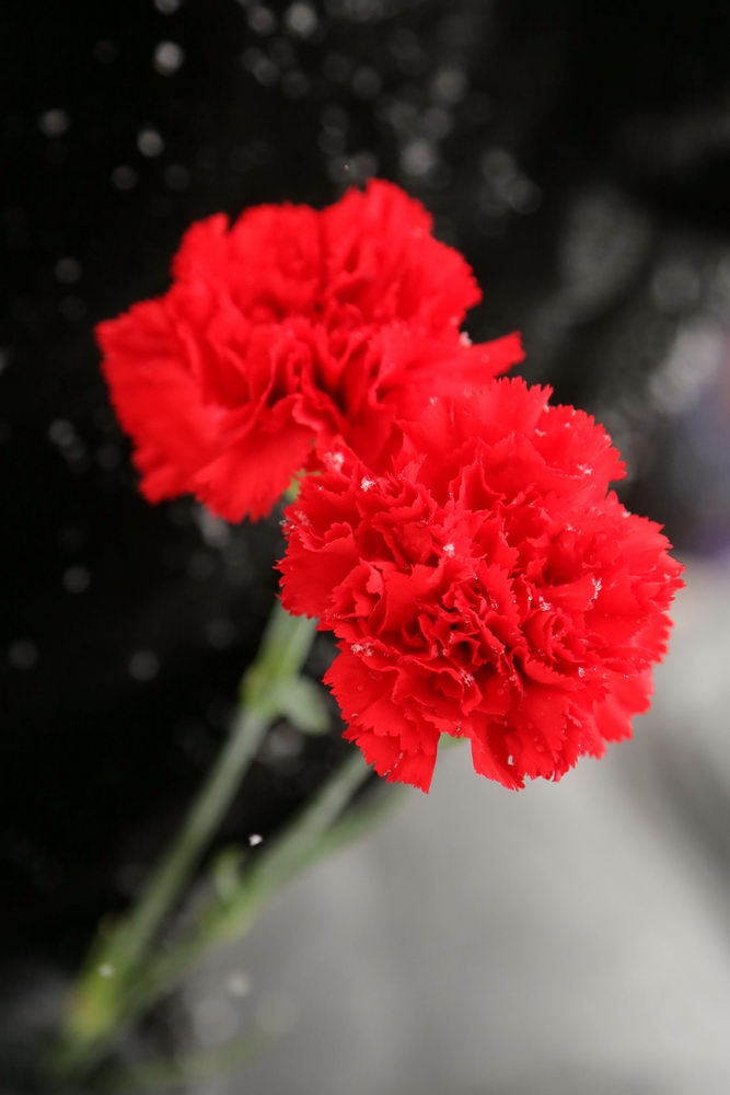 77 лет героической обороне Тулы