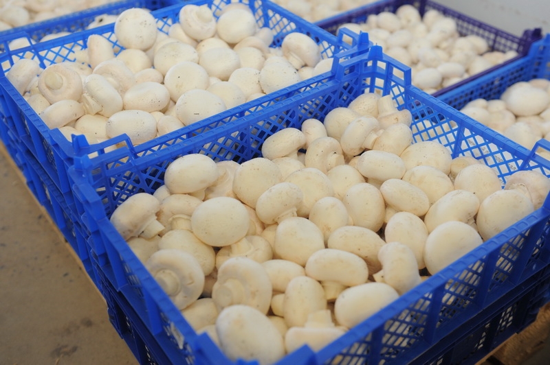 Грибной рай на Тульской земле