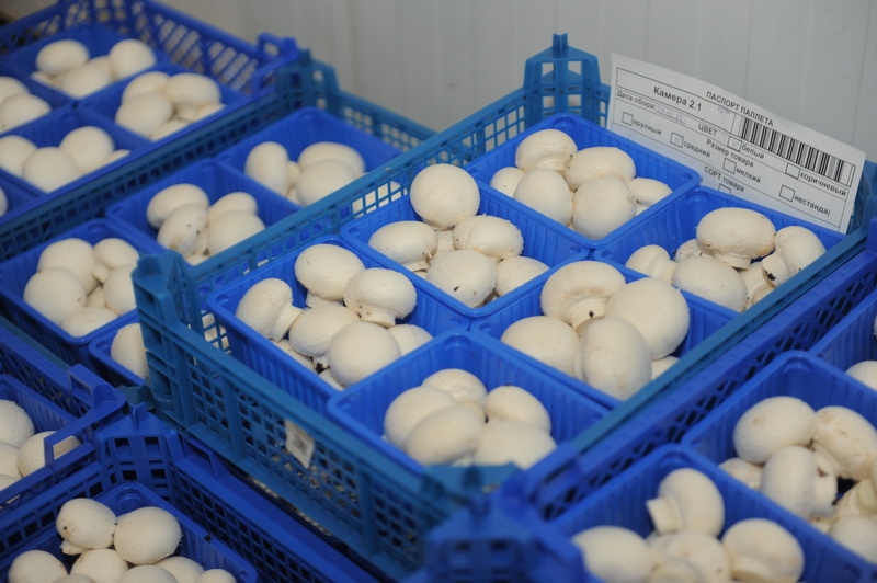 Грибной рай на Тульской земле