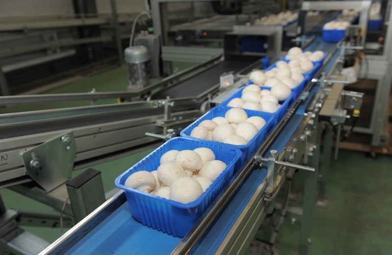 Грибной рай на Тульской земле