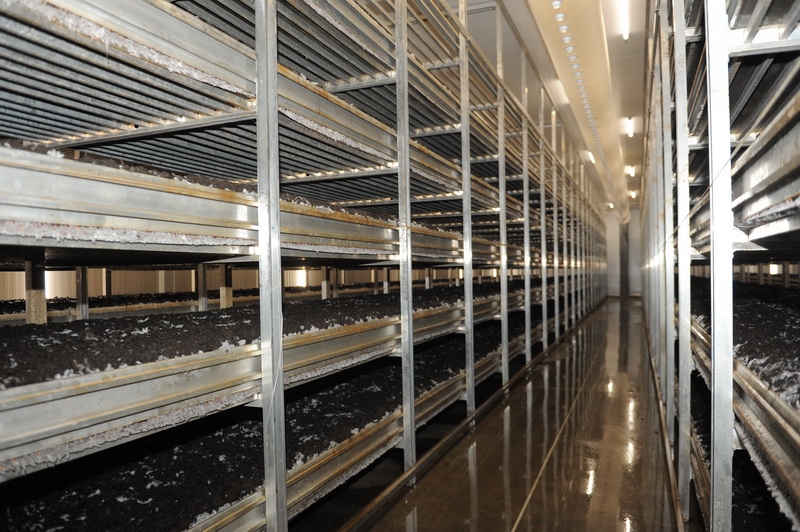 Грибной рай на Тульской земле