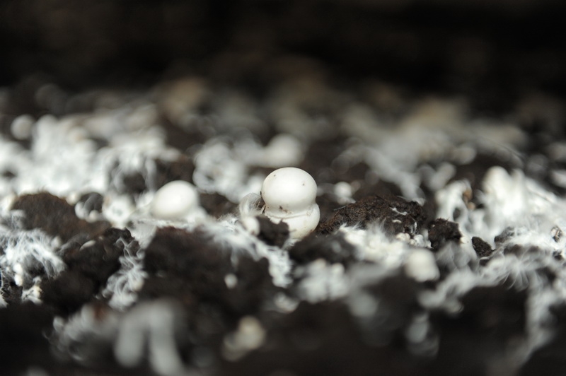 Грибной рай на Тульской земле