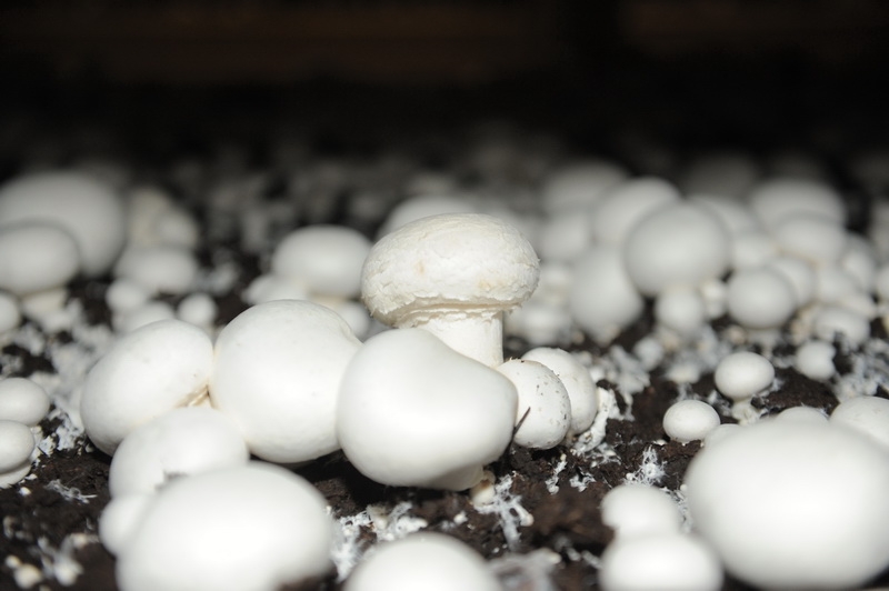 Грибной рай на Тульской земле