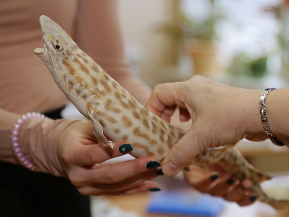 Для тех, кто хочет в большую науку